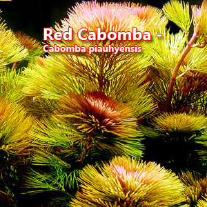 Red Cabomba - Cabomba piauhyensis